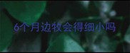 6个月边牧会得细小吗