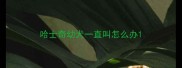 哈士奇幼犬一直叫怎么办