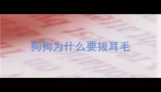 狗狗为什么要拔耳毛
