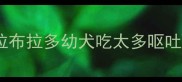 拉布拉多幼犬吃太多呕吐