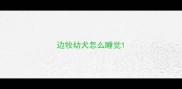 边牧幼犬怎么睡觉