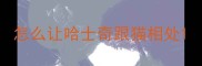 怎么让哈士奇跟猫相处