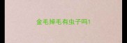 金毛掉毛有虫子吗