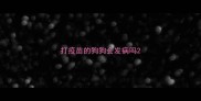 打疫苗的狗狗会发病吗