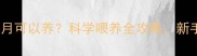 奶猫几个月可以养科学喂养全攻略新手必看