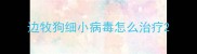 边牧狗细小病毒怎么治疗