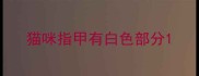 猫咪指甲有白色部分
