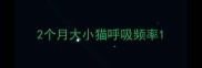 2个月大小猫呼吸频率