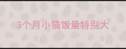 3个月小猫饭量特别大