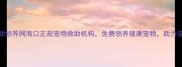 海口宠物救助领养网海口正规宠物救助机构免费领养健康宠物助力流浪动物回家