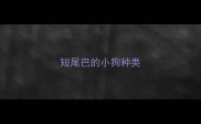 短尾巴的小狗种类