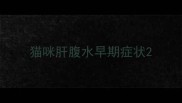 猫咪肝腹水早期症状