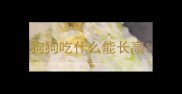 狗狗吃什么能长高
