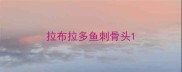 拉布拉多鱼刺骨头
