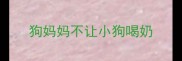 狗妈妈不让小狗喝奶