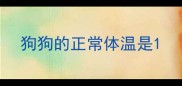 狗狗的正常体温是