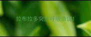 拉布拉多突然呼吸急促