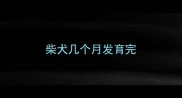 柴犬几个月发育完