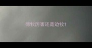 德牧厉害还是边牧