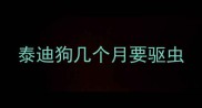 泰迪狗几个月要驱虫