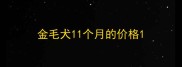 金毛犬11个月的价格