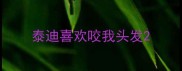 泰迪喜欢咬我头发