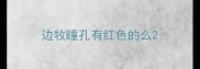 边牧瞳孔有红色的么