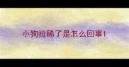 小狗拉稀了是怎么回事