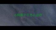 小狗鼻子干怎么治疗