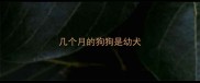 几个月的狗狗是幼犬