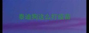 泰迪狗这么打疫苗