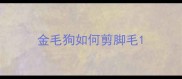 金毛狗如何剪脚毛