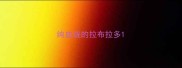 纯血统的拉布拉多