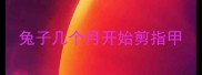 兔子几个月开始剪指甲