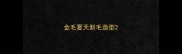 金毛夏天剃毛造型
