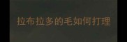拉布拉多的毛如何打理