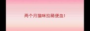 两个月猫咪拉稀便血