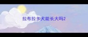 拉布拉多犬能长大吗