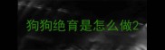 狗狗绝育是怎么做