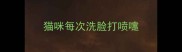 猫咪每次洗脸打喷嚏