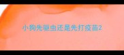 小狗先驱虫还是先打疫苗