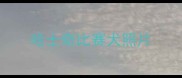 哈士奇比赛犬照片