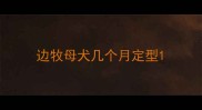 边牧母犬几个月定型