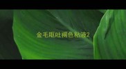金毛呕吐褐色粘液