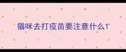 猫咪去打疫苗要注意什么