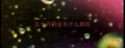 五个月的金毛什么都吃