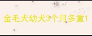 金毛犬幼犬3个月多重