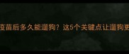 狗狗打疫苗后多久能遛狗这5个关键点让遛狗更安全