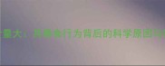 哈士奇食量大其暴食行为背后的科学原因与饲养指南
