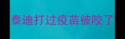 泰迪打过疫苗被咬了